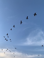 Nannopterum brasilianum