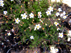 Chaenostoma caeruleum