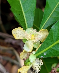 Doliocarpus major