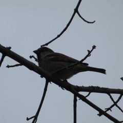 Passer domesticus