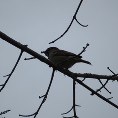 Passer domesticus