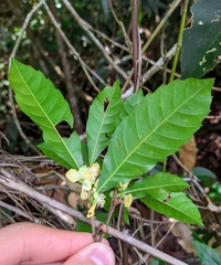 Doliocarpus major