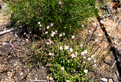 Chaenostoma caeruleum