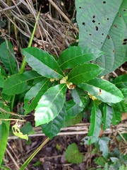 Doliocarpus major