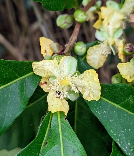 Doliocarpus