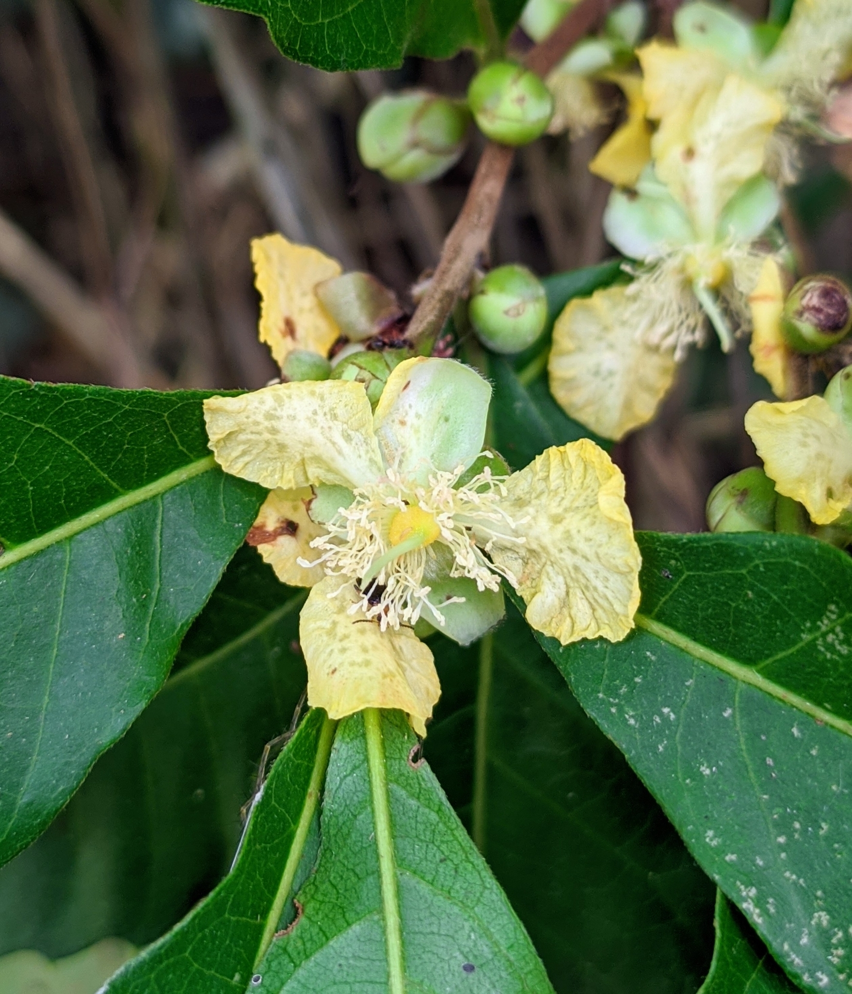 Doliocarpus