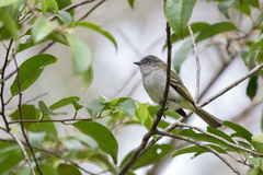 Myiopagis caniceps