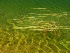 Sparganium angustifolium