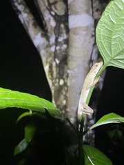 Anolis planiceps