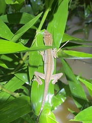 Anolis planiceps