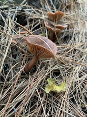 Lactarius hepaticus