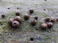 Lycogala exiguum