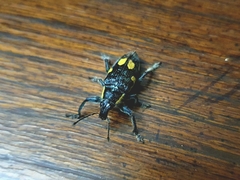 Polyclaeis longicornis