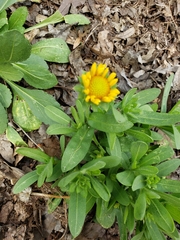 Amblyolepis setigera