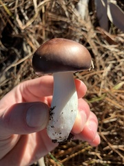 Russula capensis