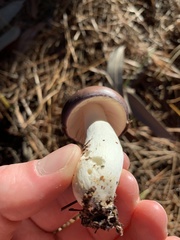 Russula capensis