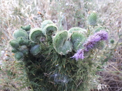 Cirsium vulgare