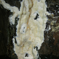 Butyrea luteoalba