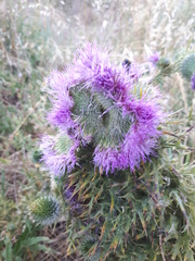 Cirsium vulgare