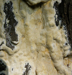 Butyrea luteoalba