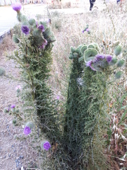Cirsium vulgare