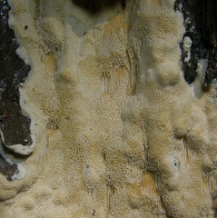 Butyrea luteoalba