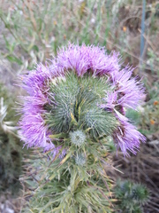Cirsium vulgare