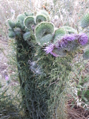 Cirsium vulgare