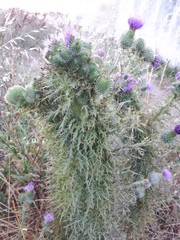 Cirsium vulgare
