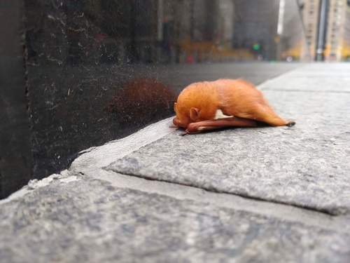 Eastern Red Bat photographed in New York