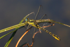 Gomphus graslinii