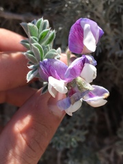 Lathyrus littoralis
