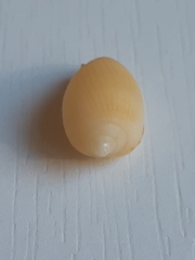 Cypraecassis testiculus