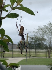 Trichonephila clavipes image