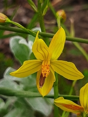 Cyanella lutea lutea
