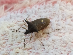 Proxys albopunctulatus