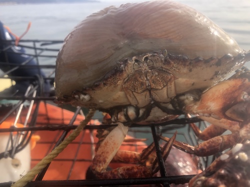 Red Rock Crab, Drakes Bay, CA, US, photo 8 of 10