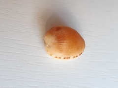 Cypraecassis testiculus