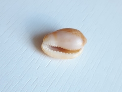 Cypraecassis testiculus