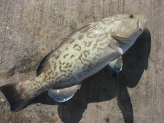 Mycteroperca microlepis