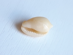 Cypraecassis testiculus