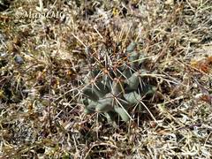 Coryphantha georgii