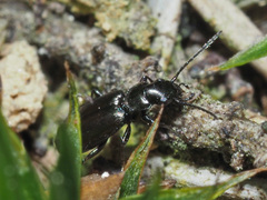Microlestes