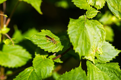 Poecilopompilus interruptus