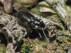 Microlestes