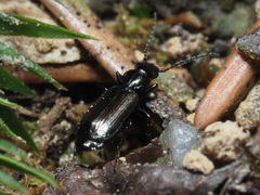 Microlestes