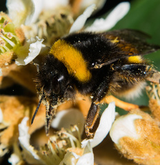Bombus terrestris