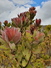 Protea lacticolor
