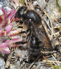 Megachile parietina