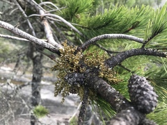 Arceuthobium tsugense contortae